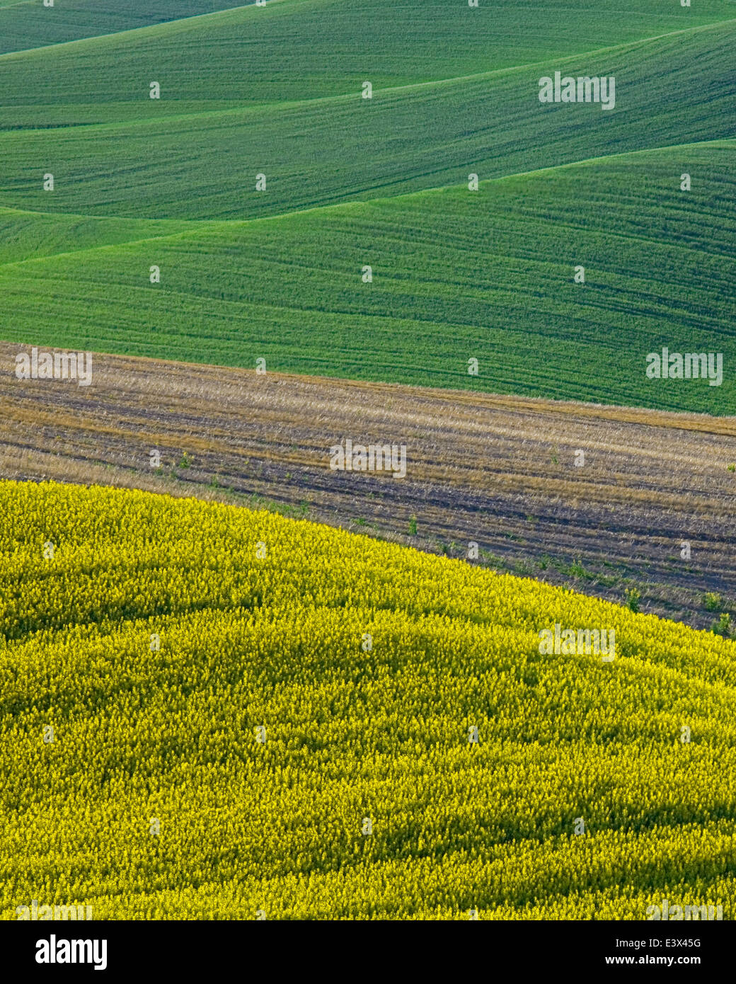 USA, Washington, Palouse, Whitman County, Canola fields and wheat Stock Photo