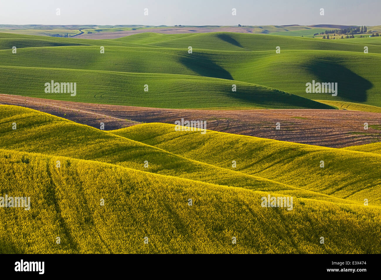 USA, Washington, Palouse, Whitman County, Canola fields and wheat Stock Photo