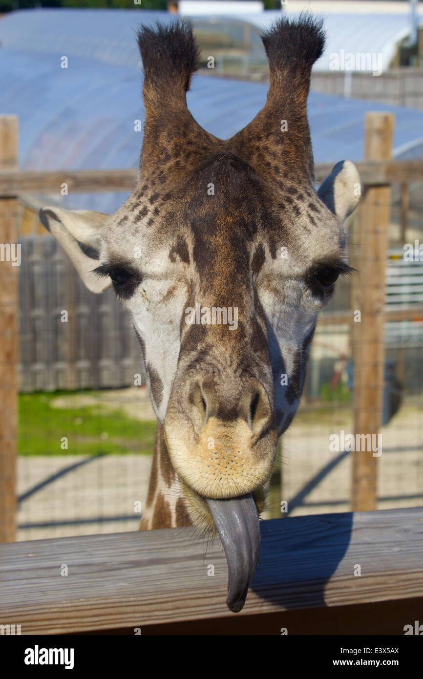 Giraffe sticks tongue out at the close cameraman. Stock Photo
