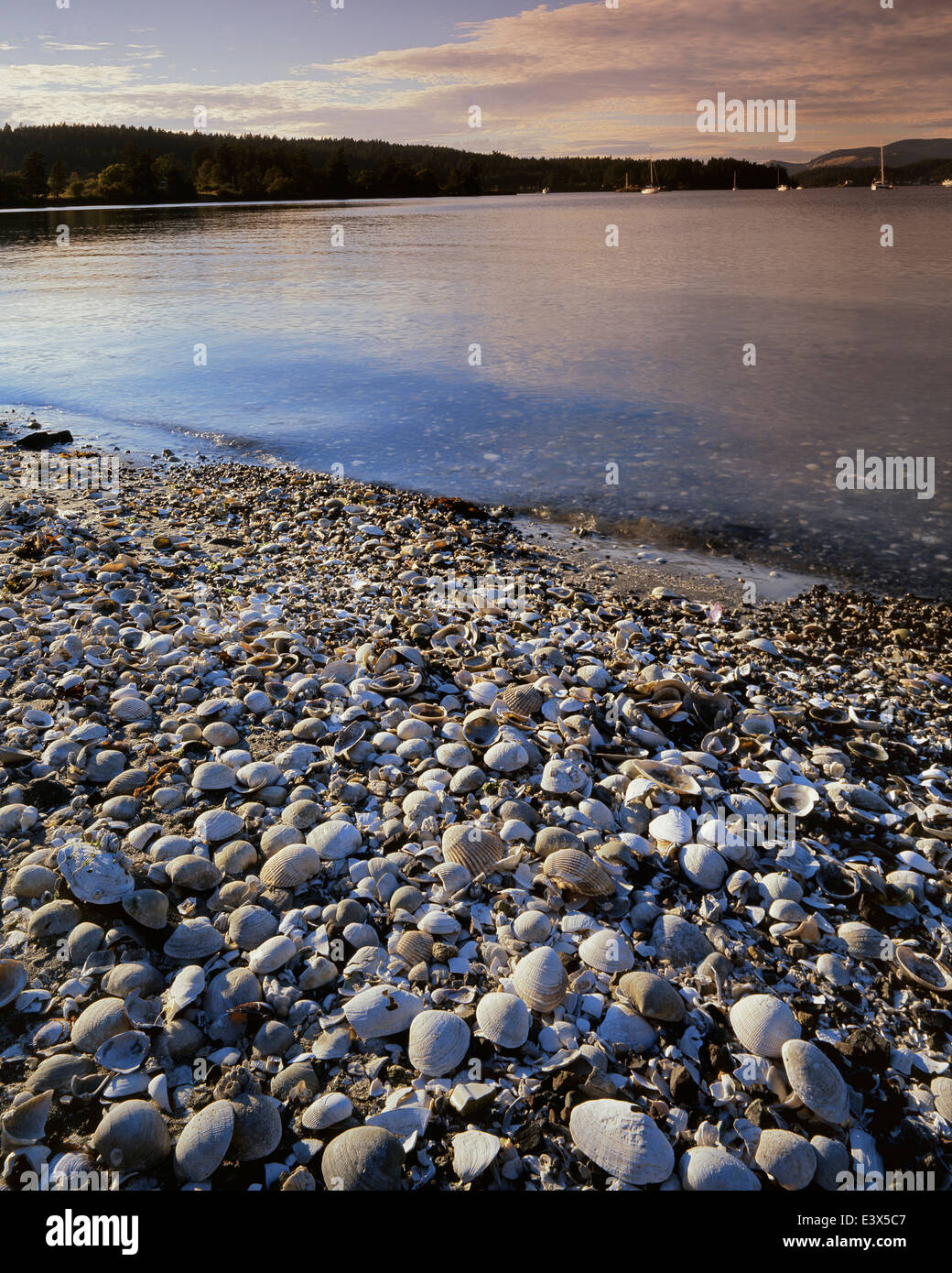 USA, Washington, Shaw Island, Shells on Blind Bay Stock Photo Alamy