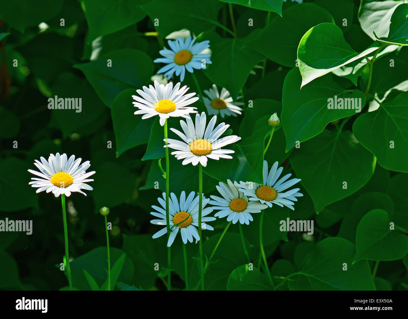 Green flowering meadow with white daisies. Natural background. Stock Photo