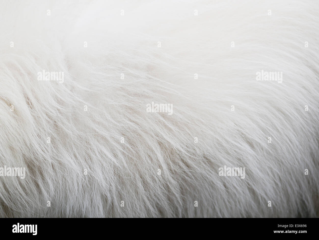 White dog hair texture Stock Photo