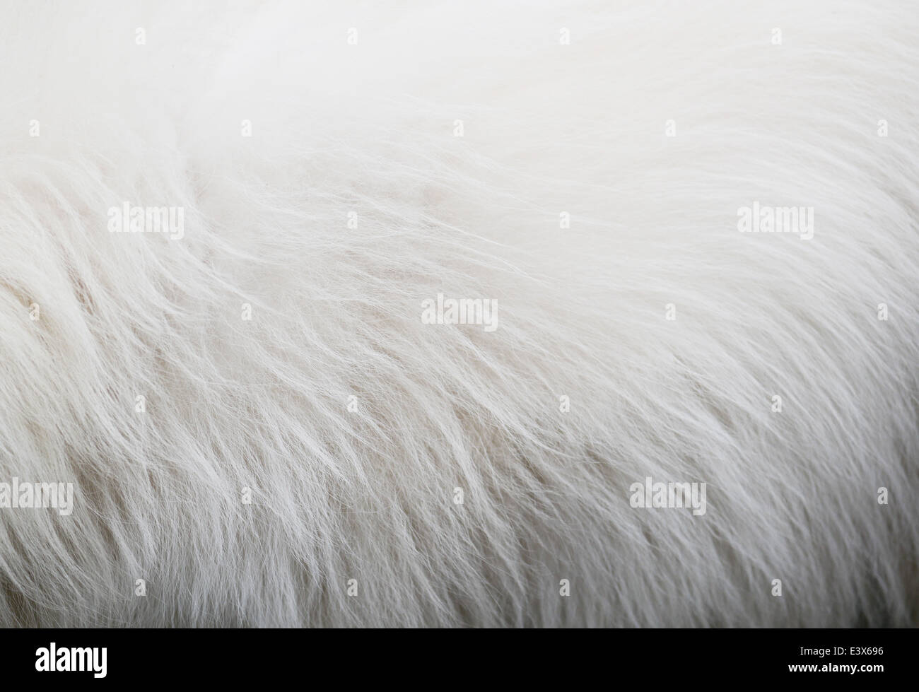White dog hair texture Stock Photo Alamy