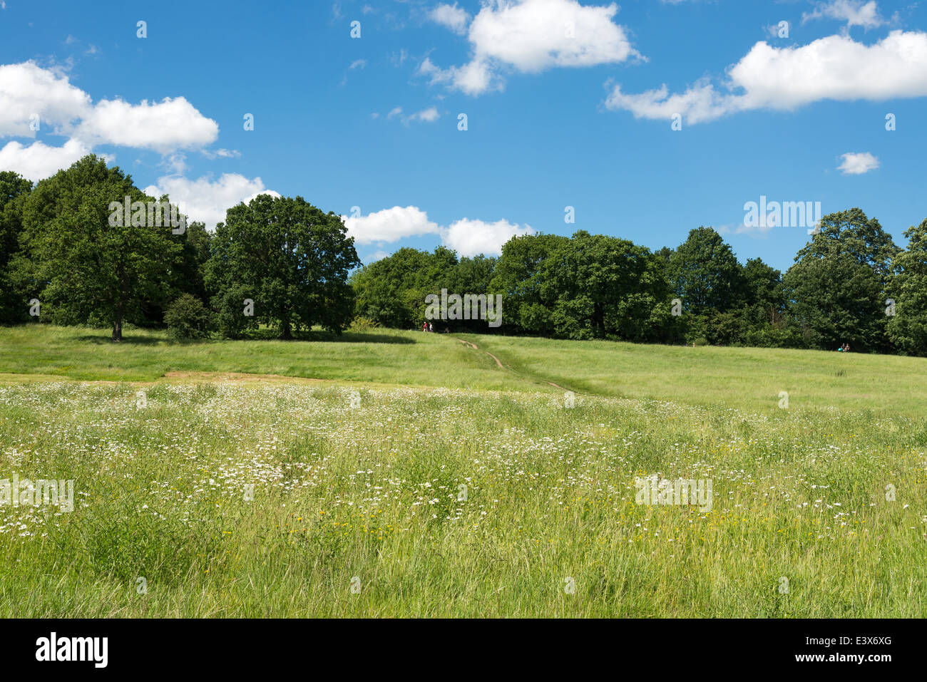 Hampstead Heath, London, England, UK Stock Photo