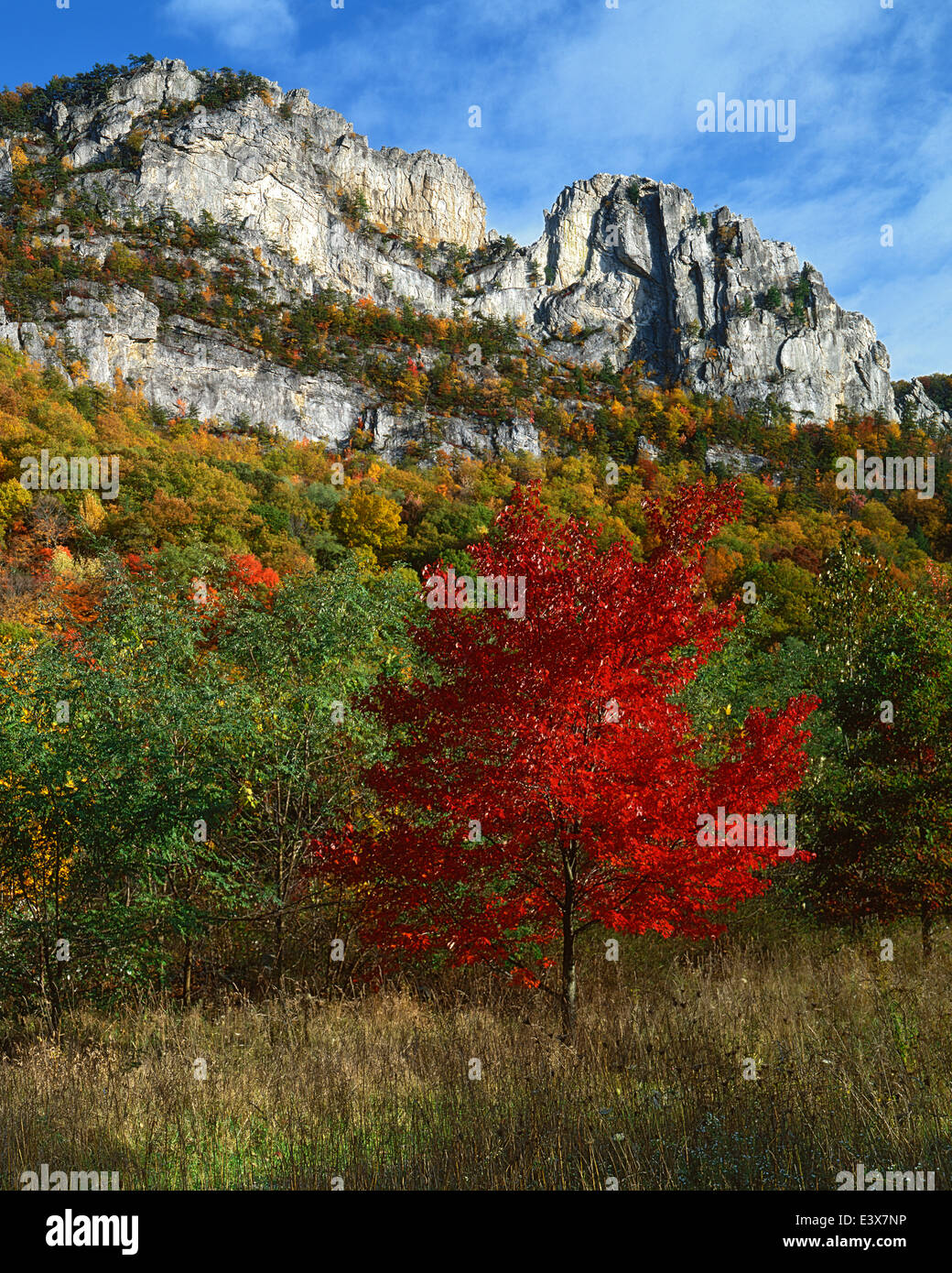 USA, West Virginia, Spruce Knob-Seneca Rocks National Recreation Area, Monongahela National Forest Stock Photo