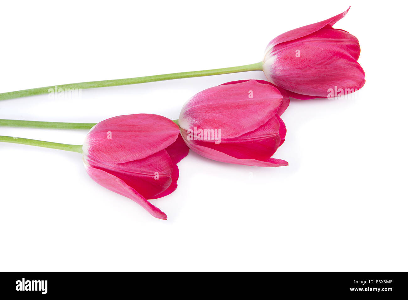 Pink tulip isolated on white background Stock Photo - Alamy