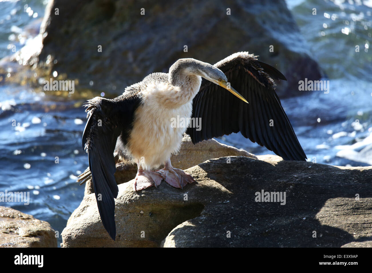 An Australasian darter (snakebird) basks in the sun to dry its wings on ...