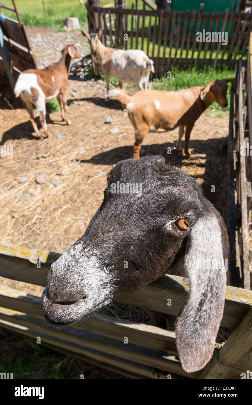 Goats on a farm in Oregon's Wallowa Valley Stock Photo Alamy