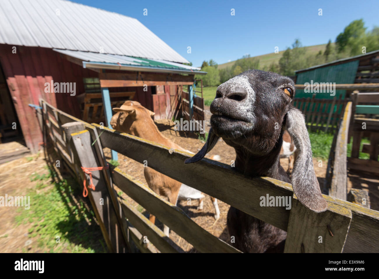 Goats on a farm hires stock photography and images Alamy