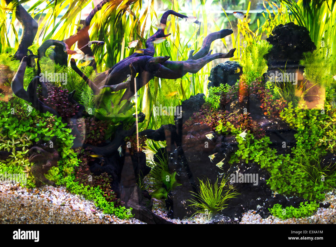 Aquarium fish Stock Photo