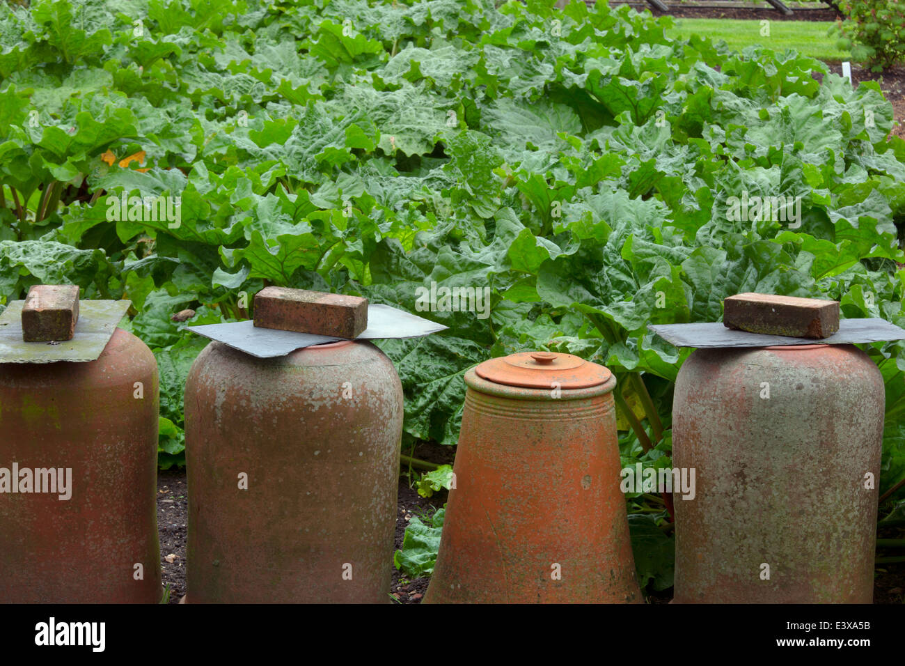Old terra cota forcing pots on rhubarb patch Stock Photo