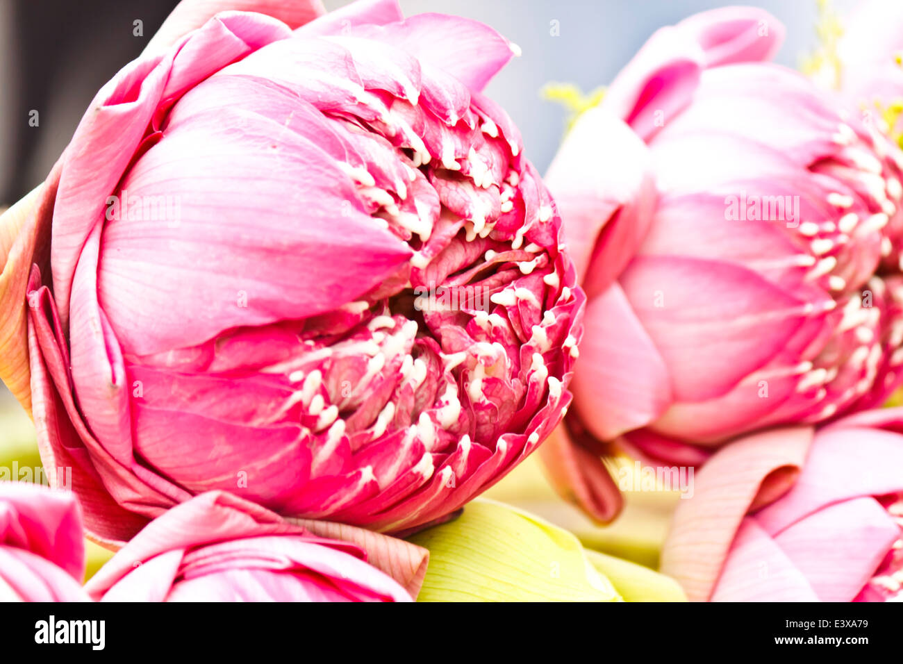 beauty of lotus Stock Photo - Alamy