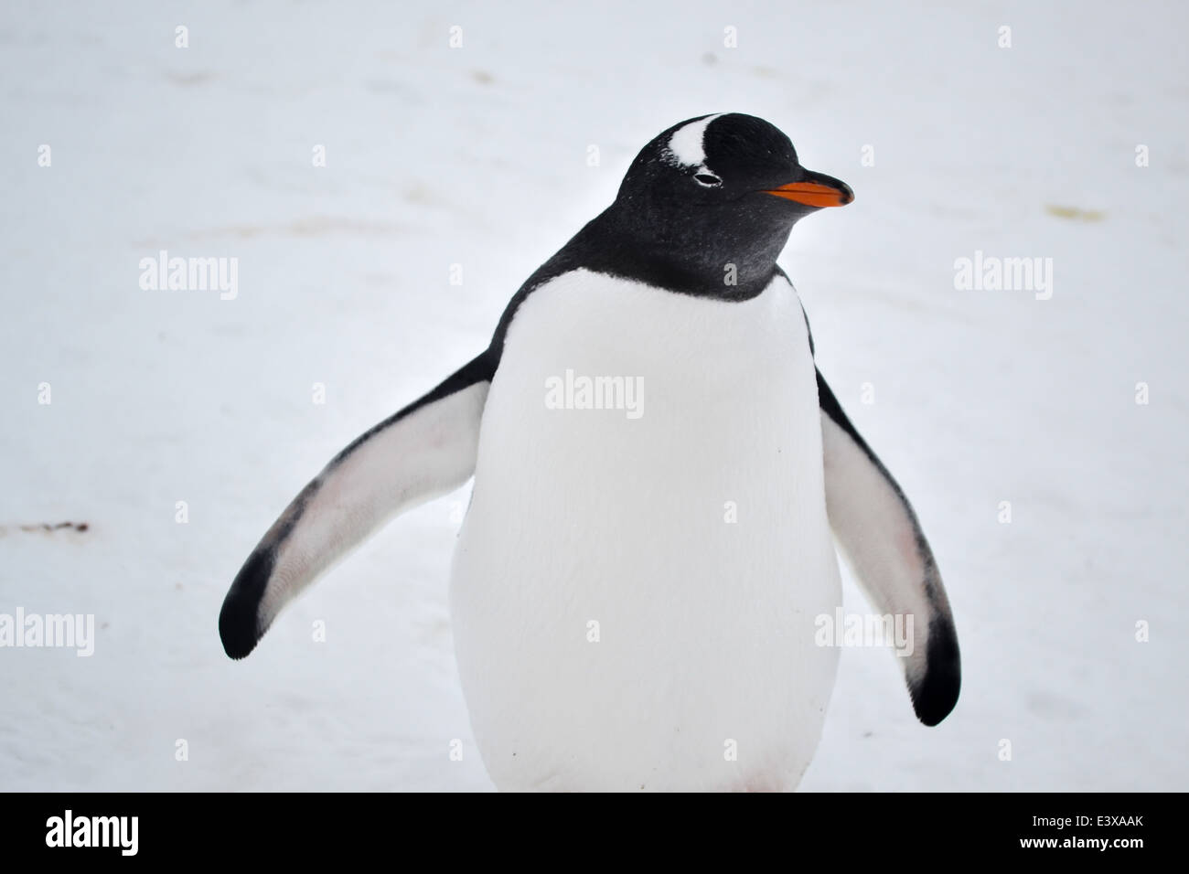 Gentoo Penguin Portrait in Antarctica Stock Photo