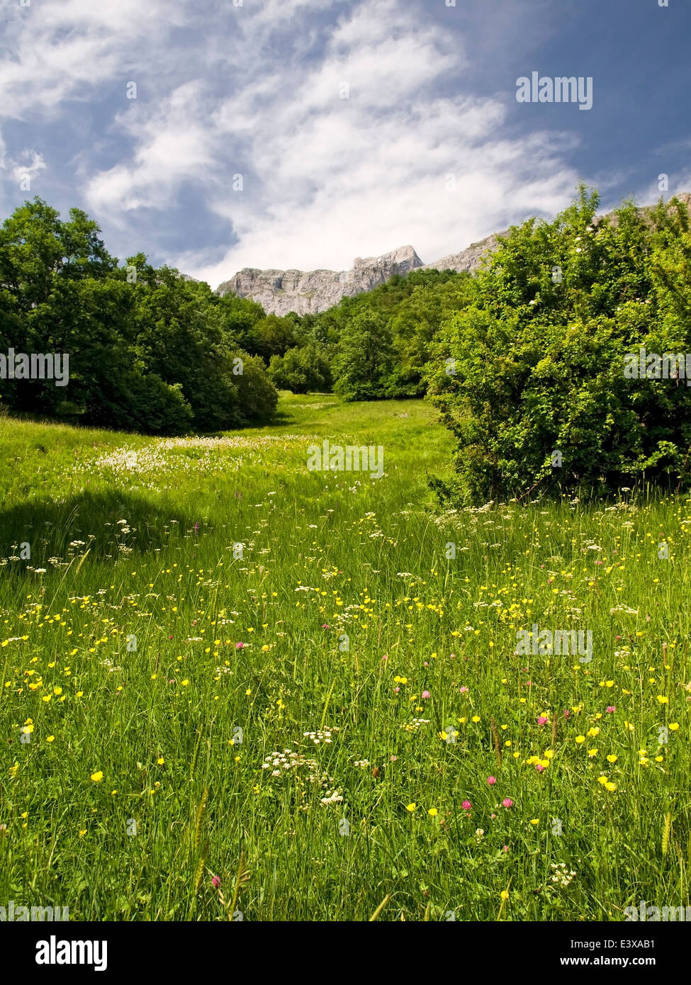 Vertical picture of flowery mountain meadow in Picos de europa National Park. Spain. Stock Photo