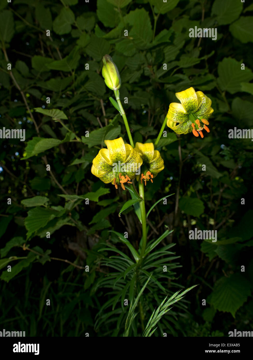 Vertical portrait of Yellow Turk's cap lily flowers. (Lilium pyrenaicum). Stock Photo