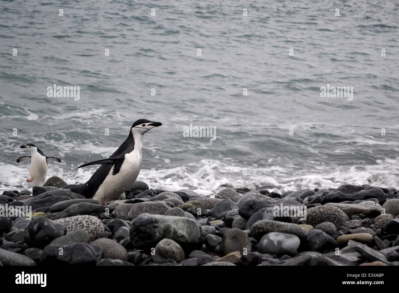 Chinstrap penguin leaving the water and running along the pebbled beach in Antarctica. Stock Photo