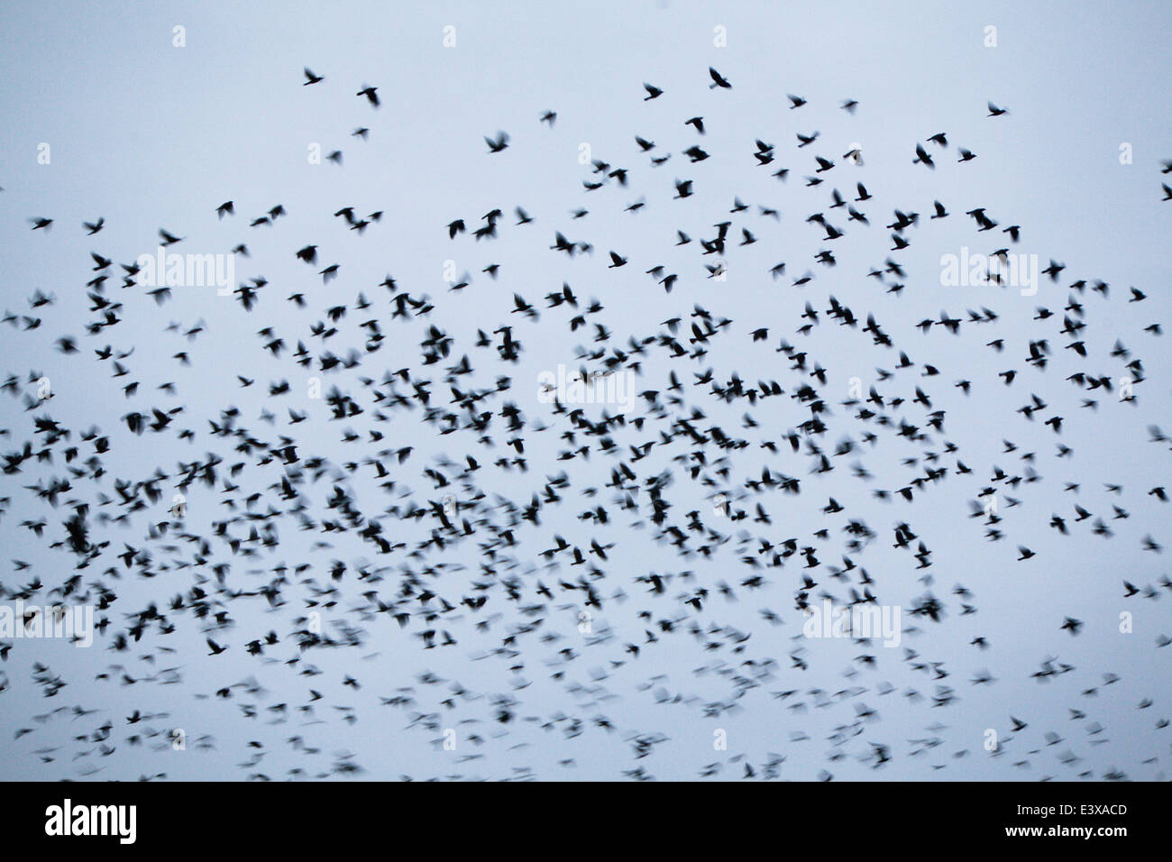 flock of black birds Stock Photo Alamy