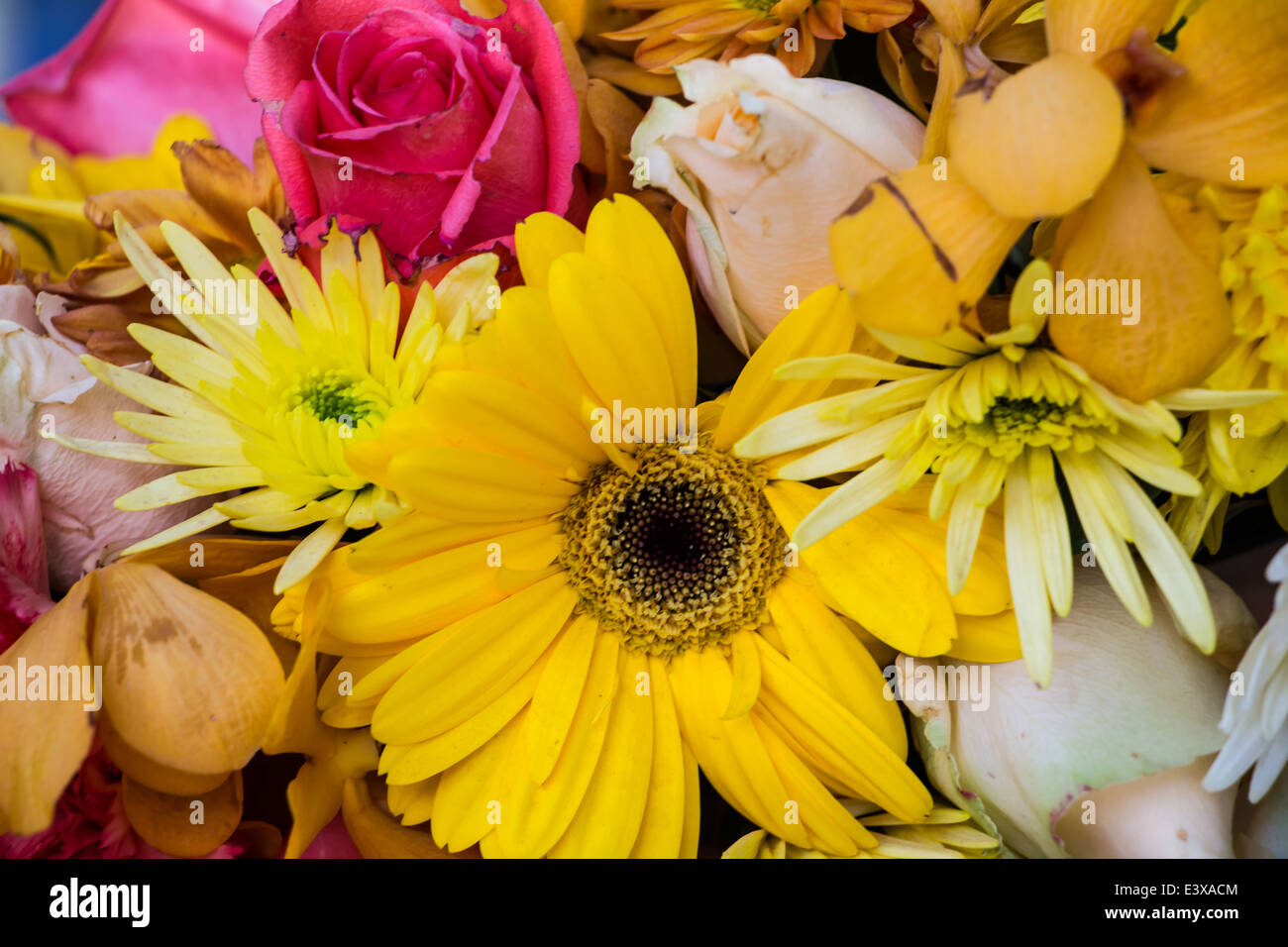 colorful background of flowers Stock Photo - Alamy