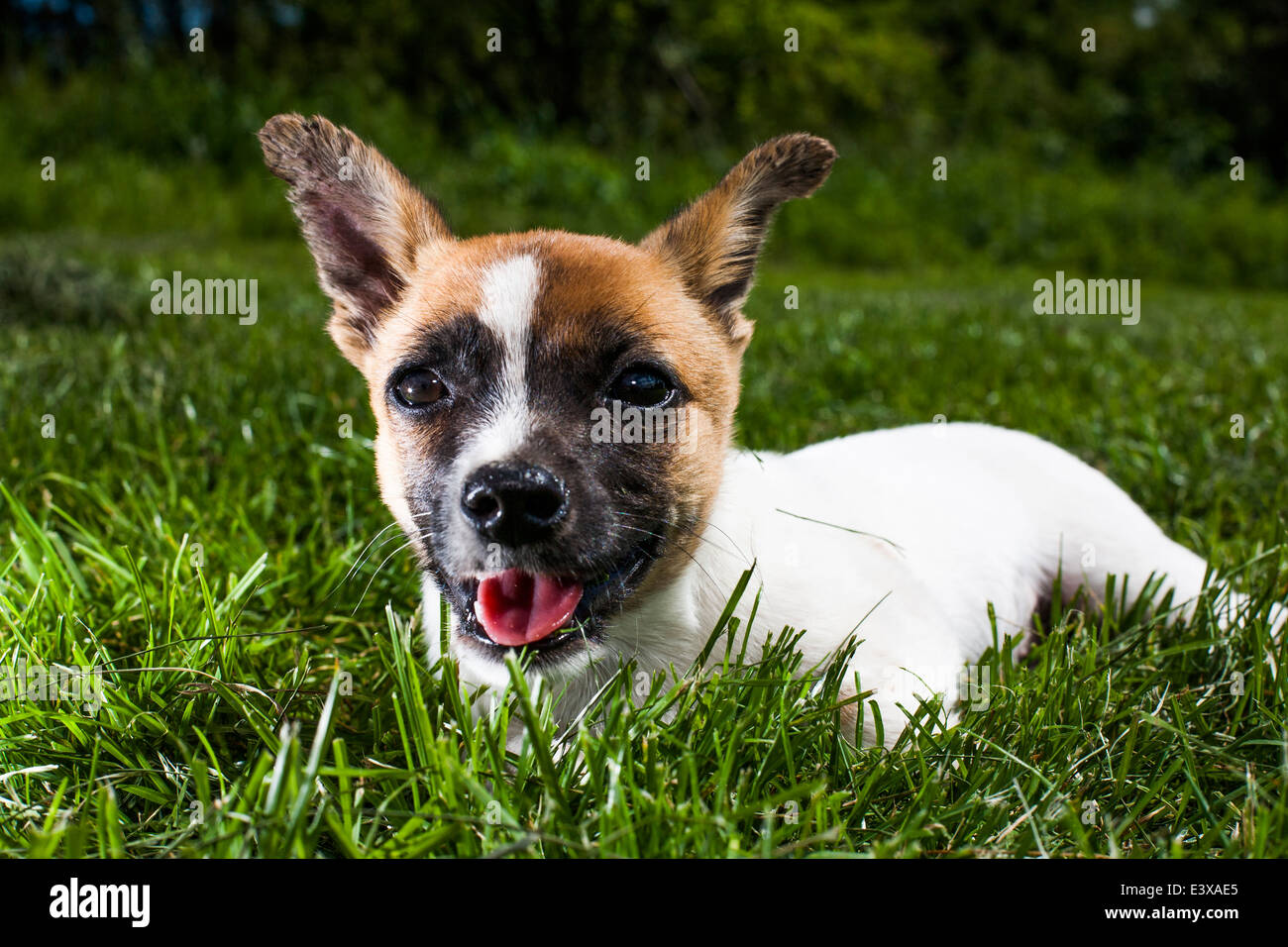 Puppy in grass Stock Photo - Alamy