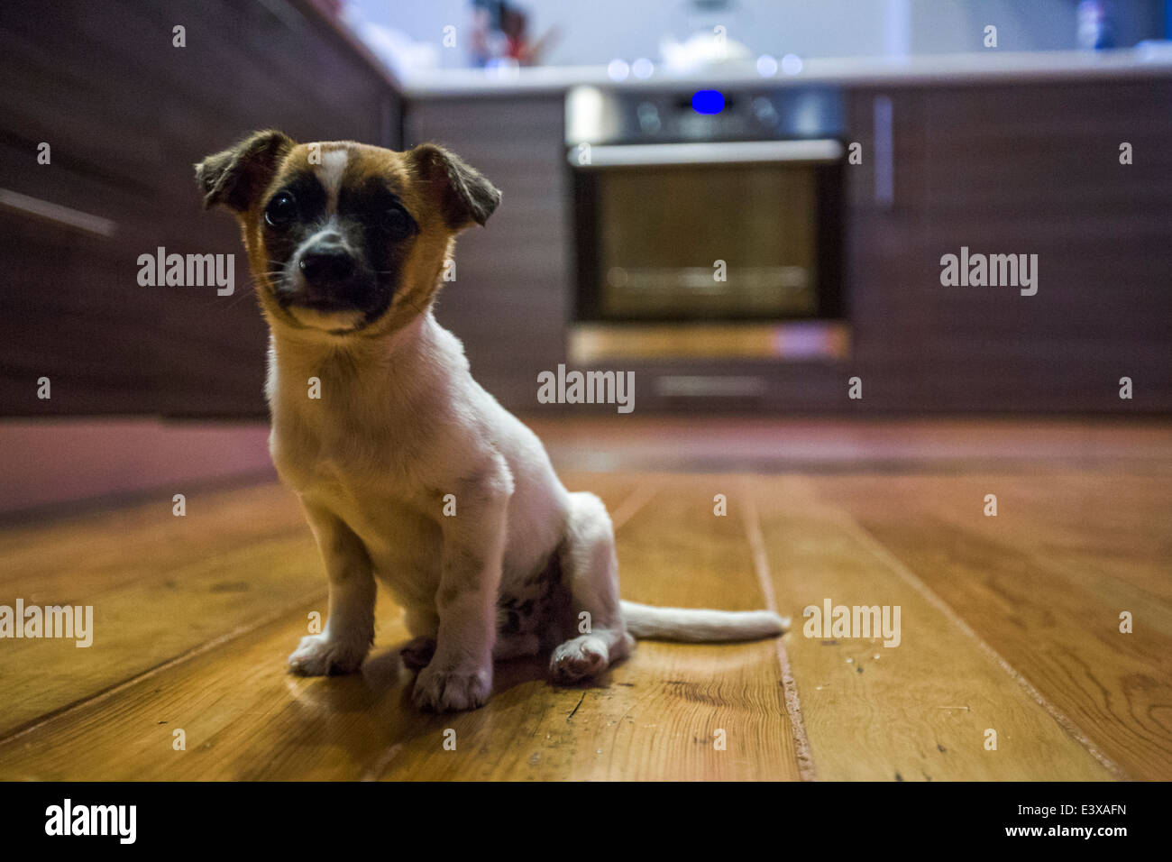 Puppy sitting on wooden floor Stock Photo - Alamy