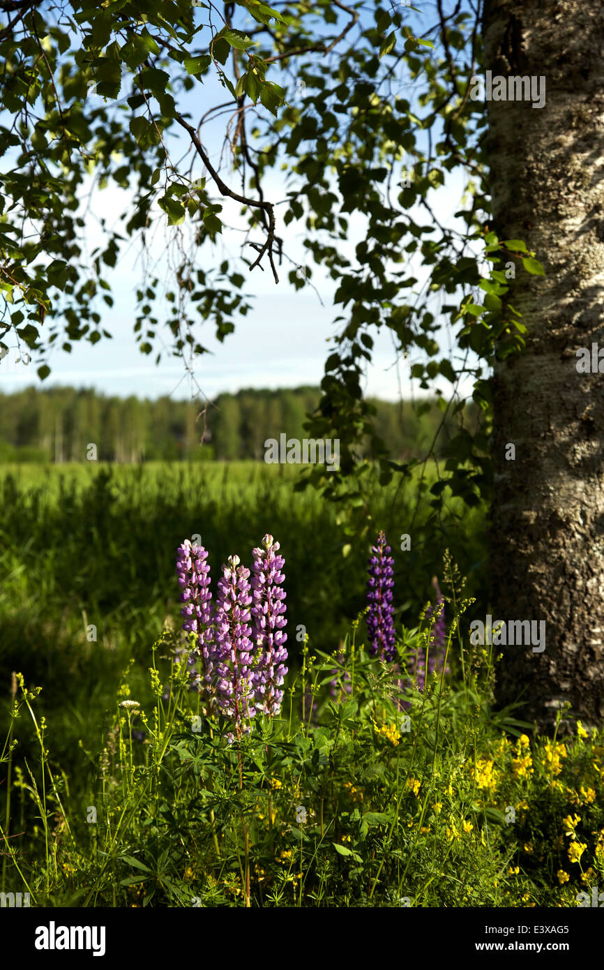 Roadside wildflowers hi-res stock photography and images - Alamy
