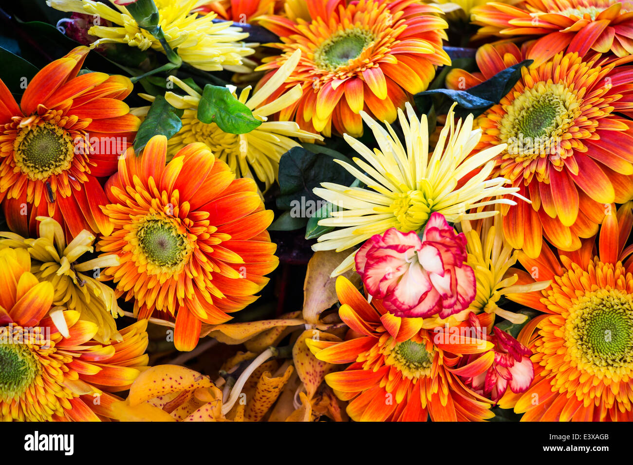 colorful background of flowers Stock Photo - Alamy