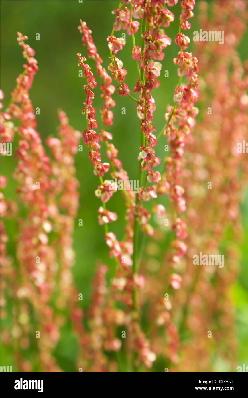 Tiny red flowers on tall stems in summer in Finland Stock Photo