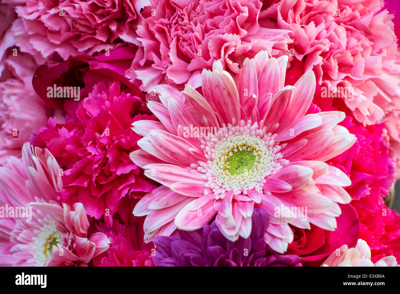 Pink Chrysanthemum Flowers background Stock Photo - Alamy