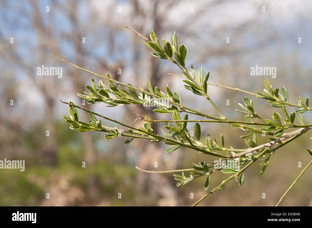 Leaves and branches of Genista florida Stock Photo