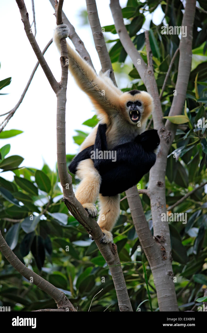 Northern Whitecheeked Gibbons (Nomascus leucogenys), adult female with