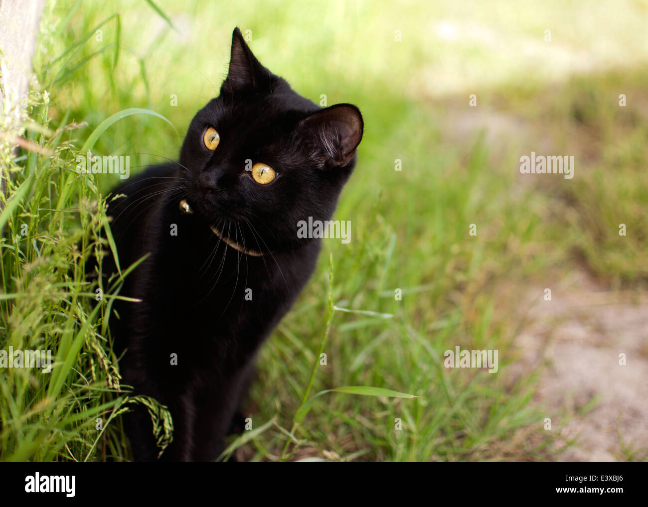 Black cat in the garden Stock Photo - Alamy