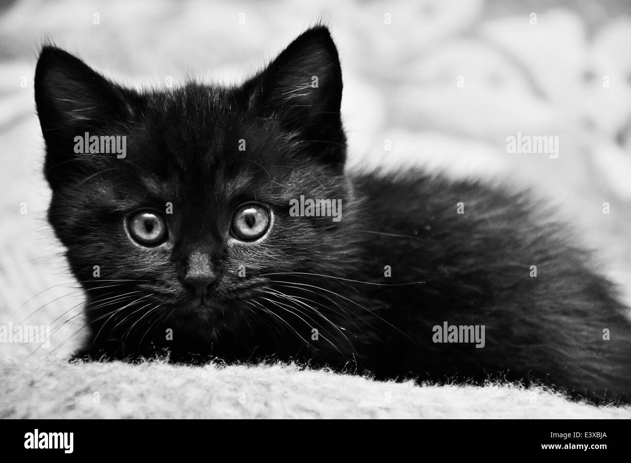 Black kitten at home Stock Photo Alamy