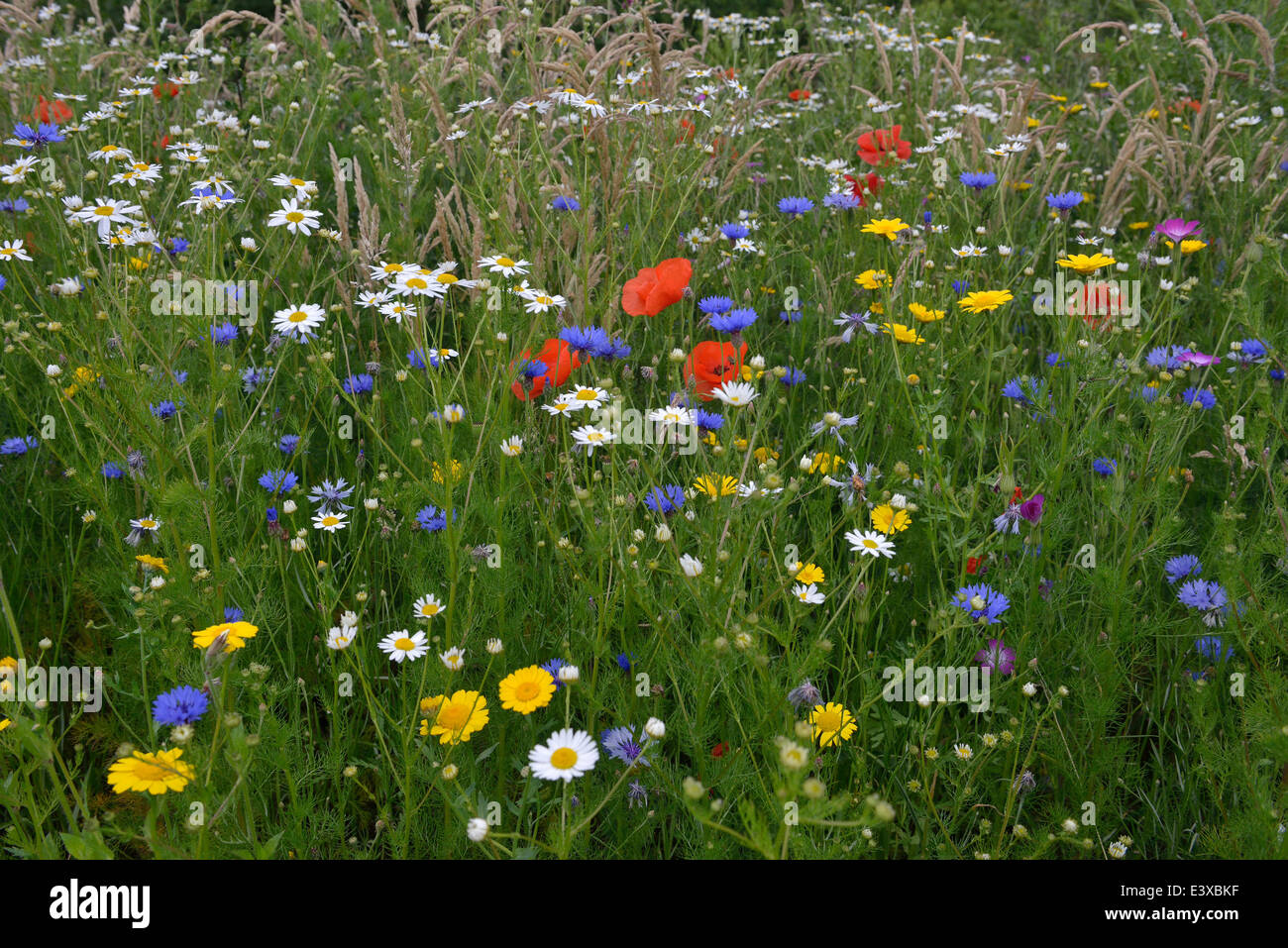 Flower meadow with Cornflowers (Centaurea cyanus), Corn Marigold (Chrysanthemum segetum), Sea Mayweed (Tripleurospermum Stock Photo