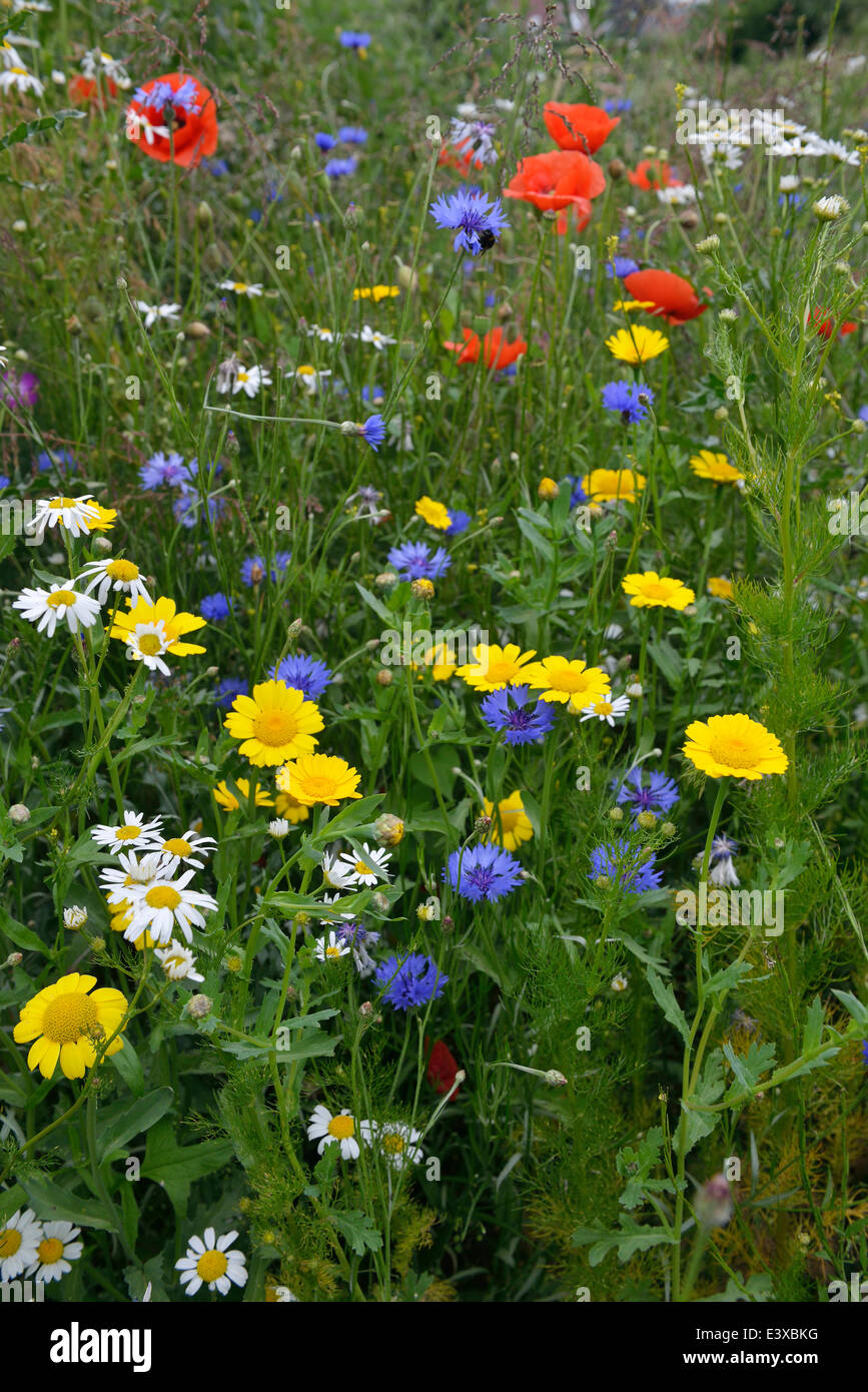 Marigold chrysanthemum High Resolution Stock Photography and Images Alamy