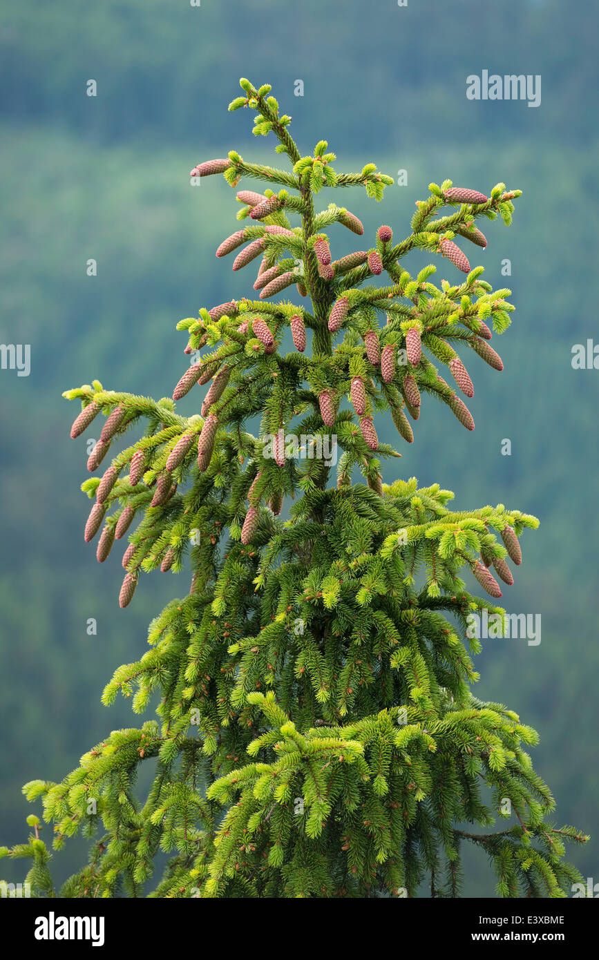Common spruce (Picea abies), young cones, Lower Saxony, Germany Stock Photo