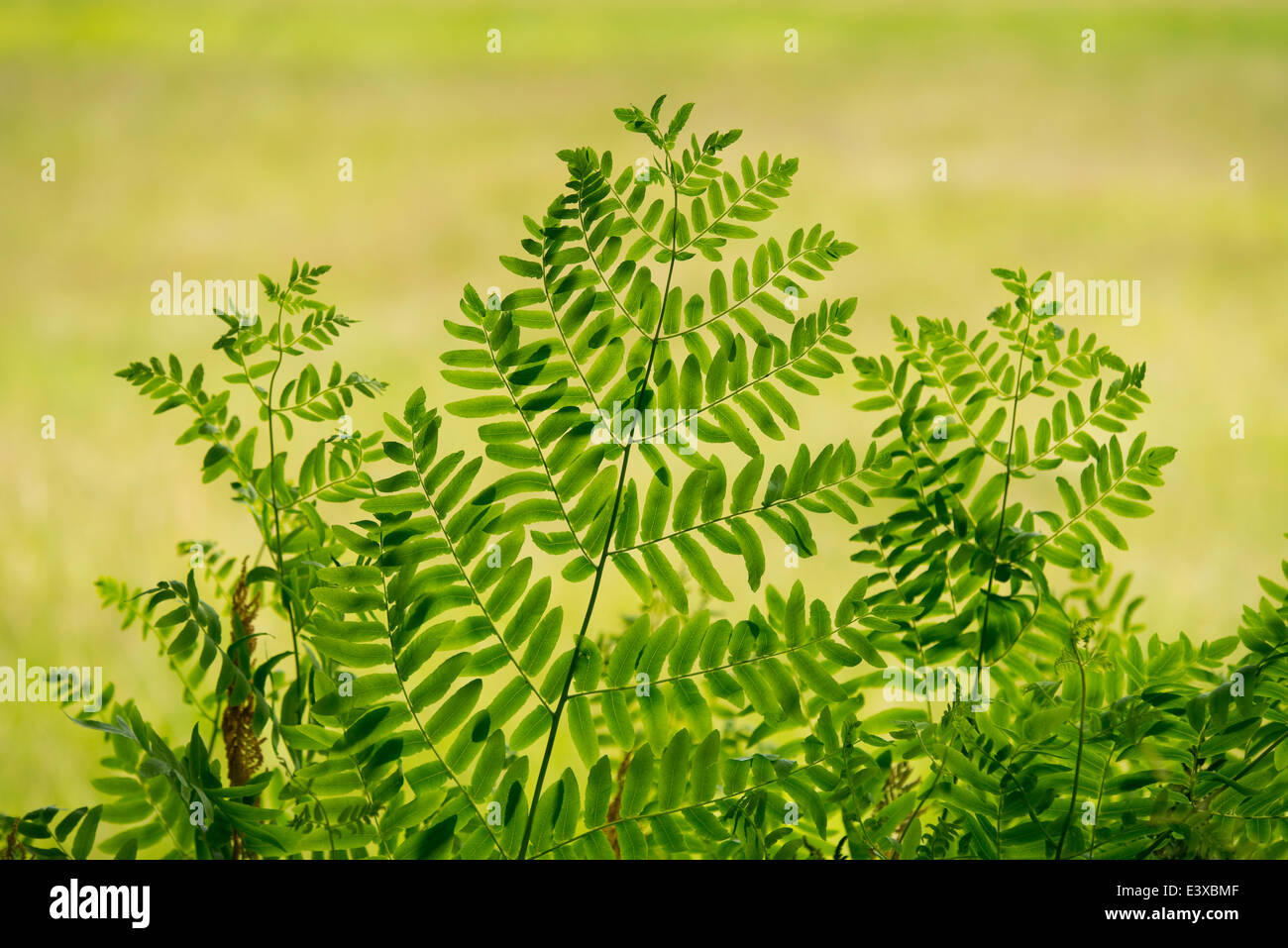 Royal fern (Osmunda regalis), NSG Barnbruch, Lower Saxony, Germany Stock Photo