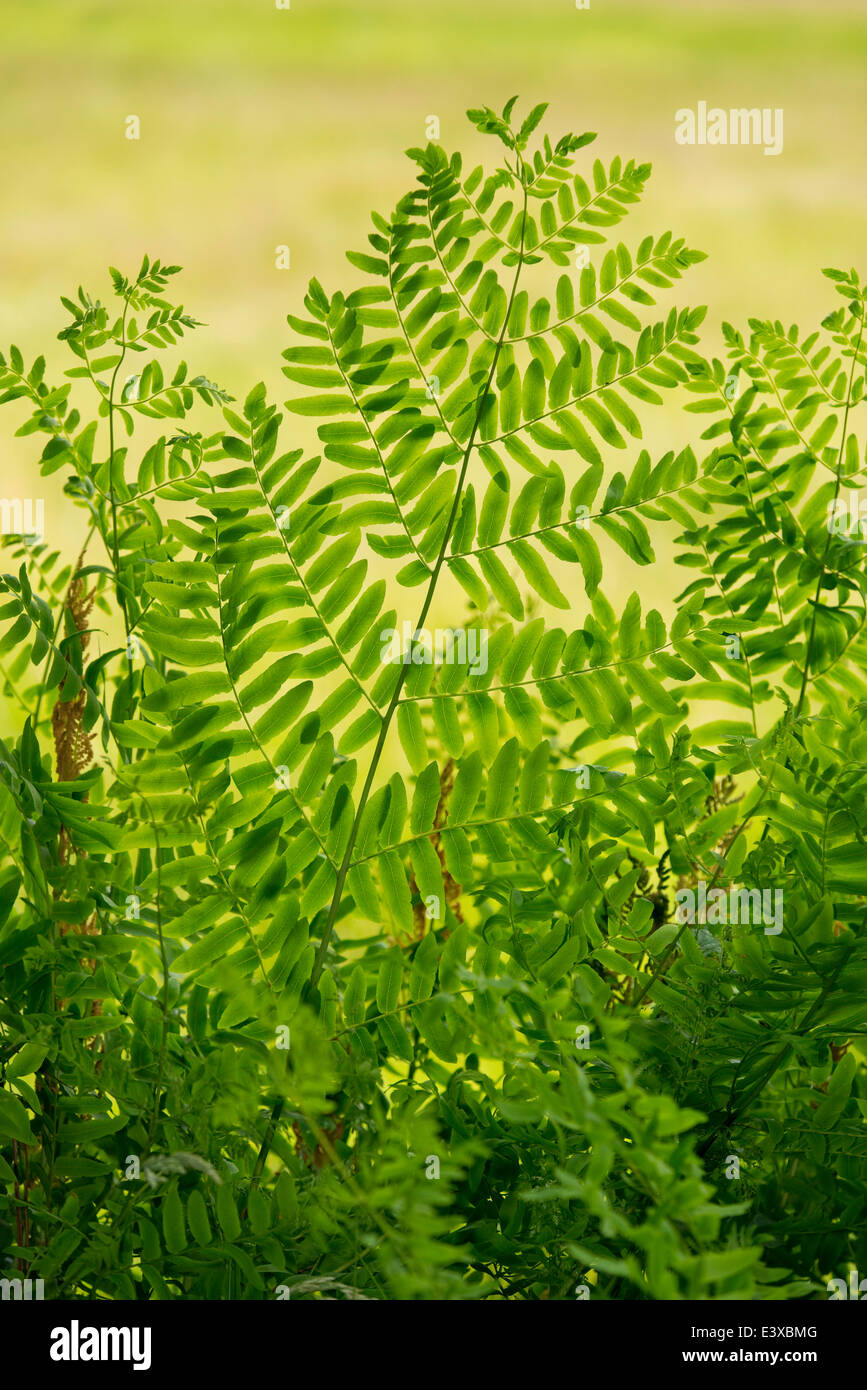 Royal fern (Osmunda regalis), NSG Barnbruch, Lower Saxony, Germany Stock Photo