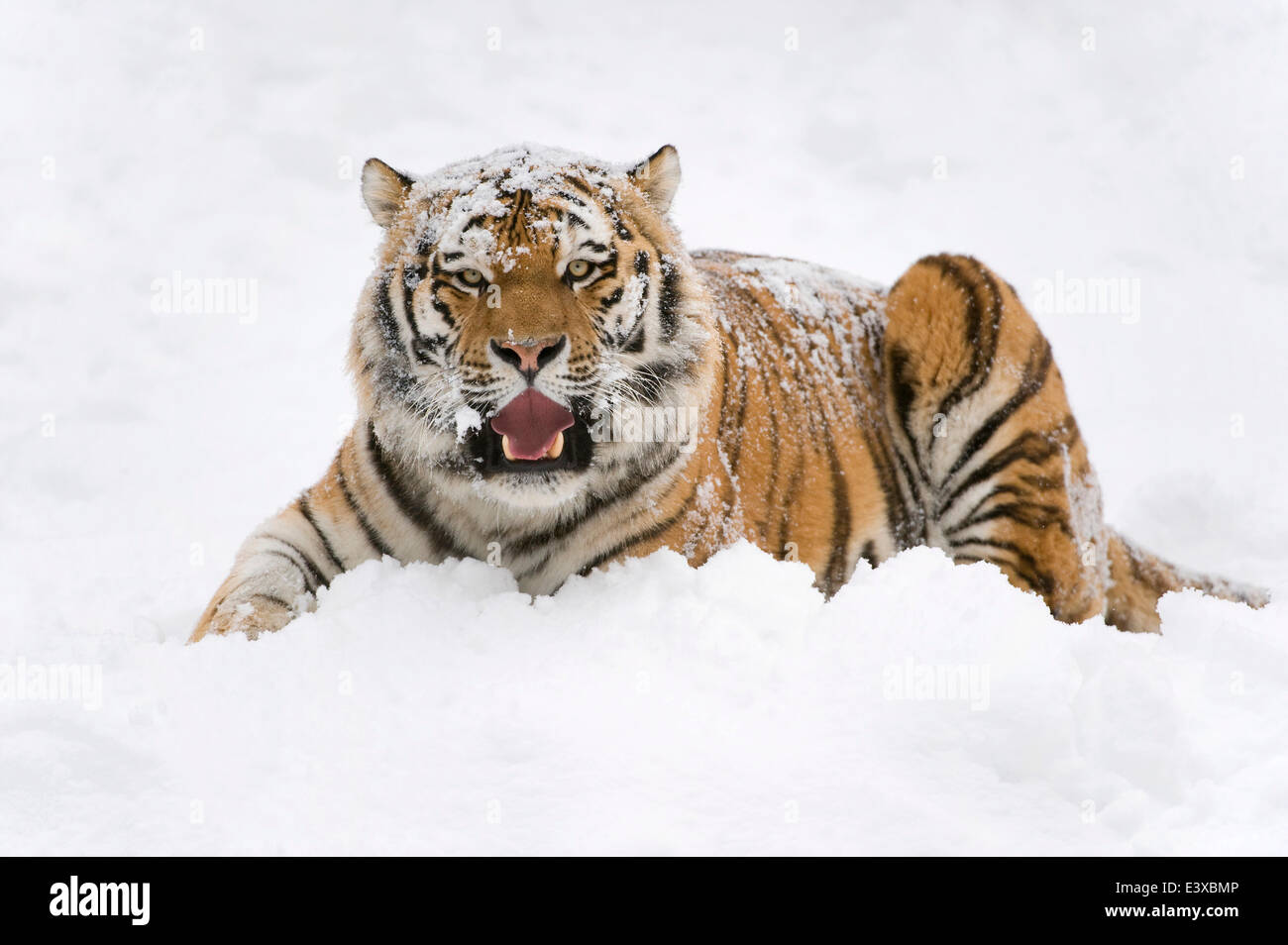 Siberian Tiger or Amur Tiger (Panthera tigris altaica), lying in the snow, captive, Saxony, Germany Stock Photo