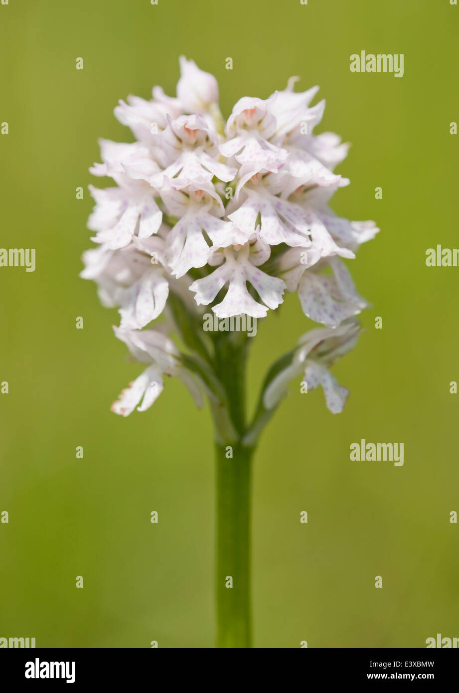 Three-toothed Orchid (Neotinea tridentata), flowering, white colour variant, Thuringia, Germany Stock Photo