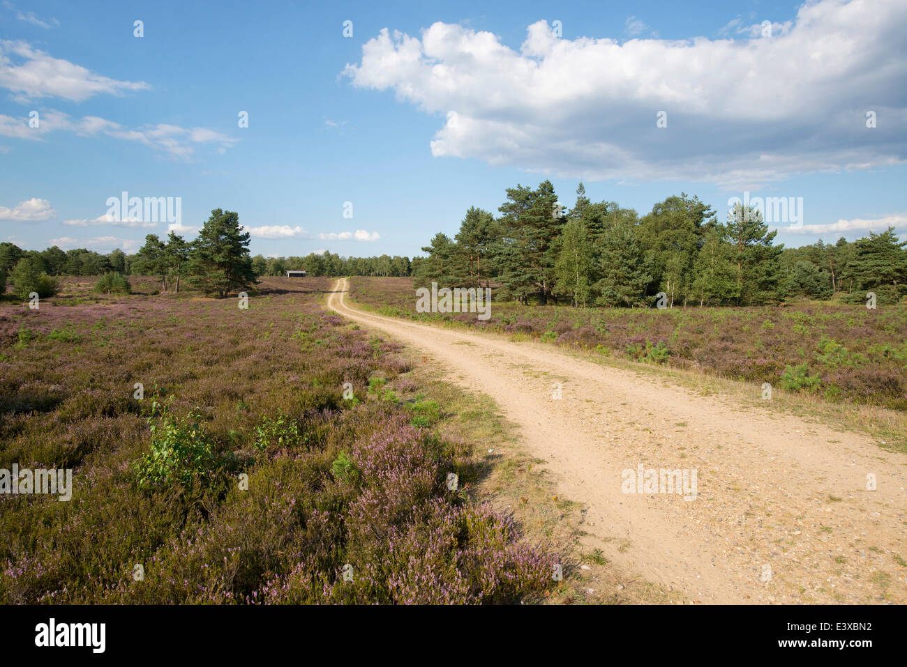Path through heathlands, Lüneburg Heath Nature Reserve, Lower Saxony, Germany Stock Photo