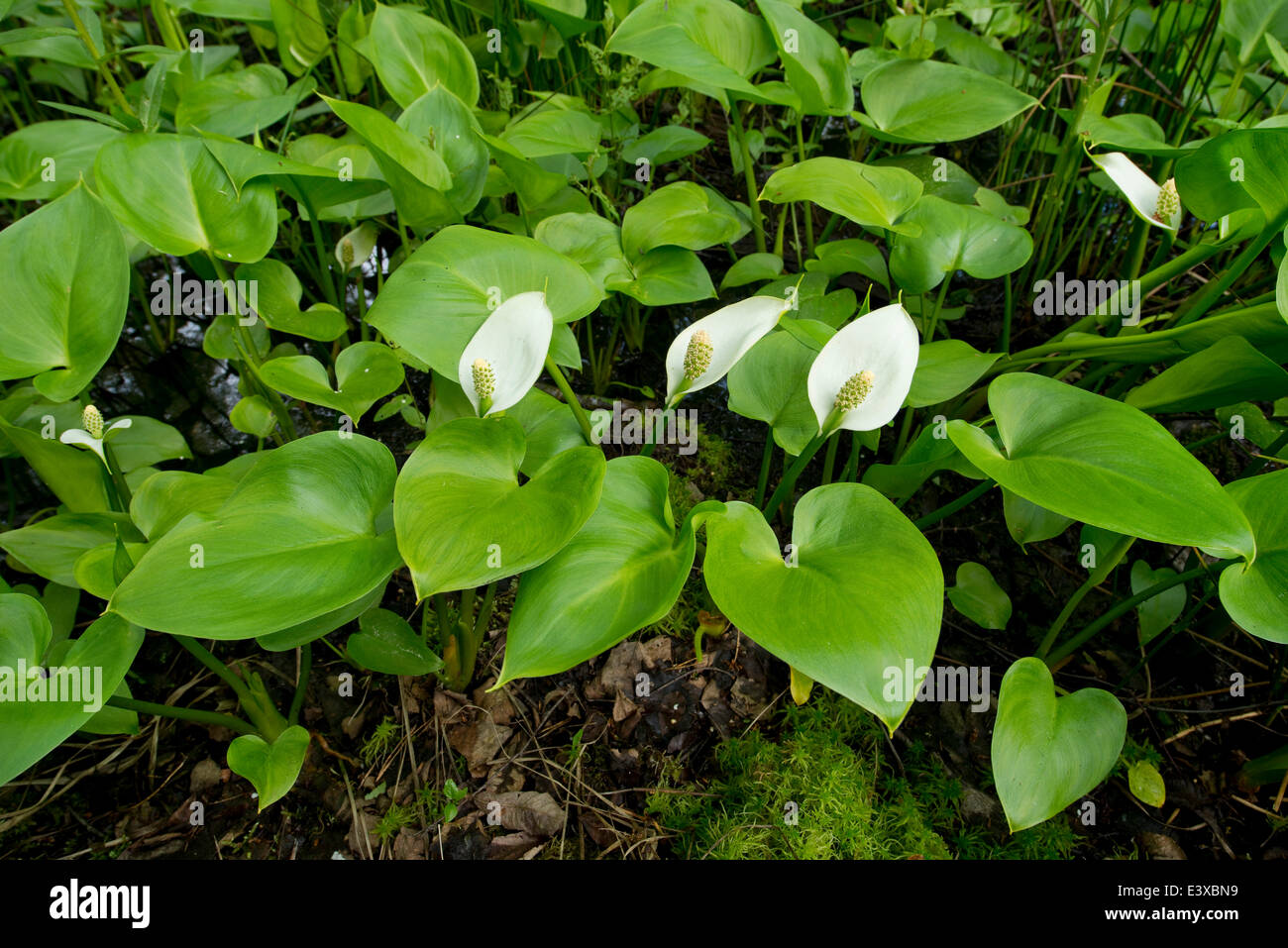 Bog Arum (Calla palustris), Lower Saxony, Germany Stock Photo