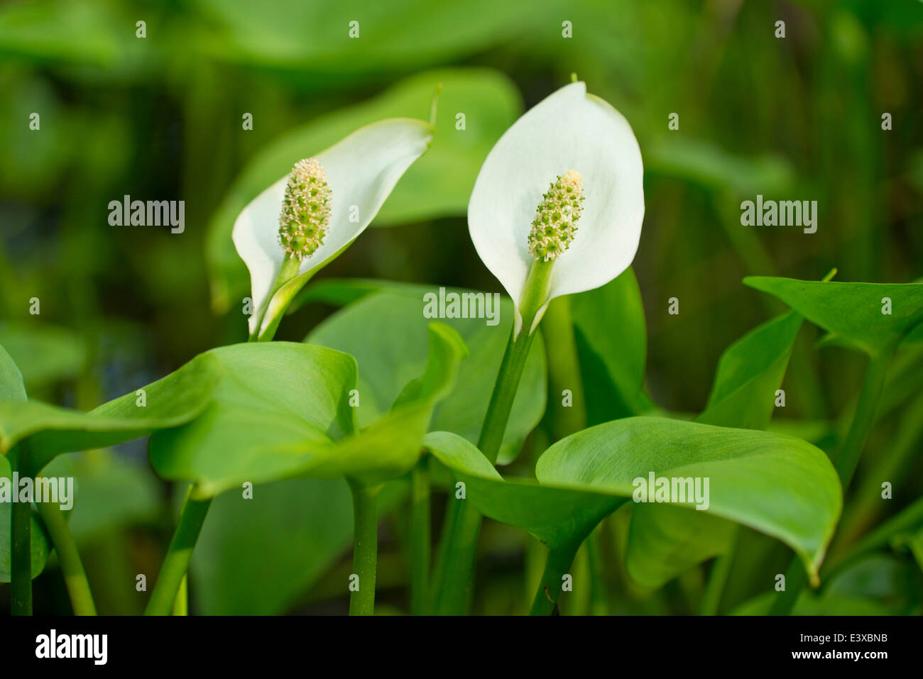 Bog Arum (Calla palustris), flowers, Lower Saxony, Germany Stock Photo