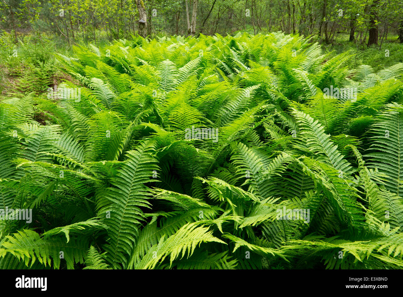 Male Fern (Dryopteris filix-mas), Lower Saxony, Germany Stock Photo