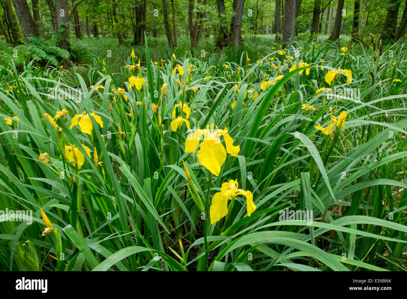 Yellow Iris (Iris pseudacorus), flowering in an alder carr, Black Alder (Alnus glutinosa), Lower Saxony, Germany Stock Photo