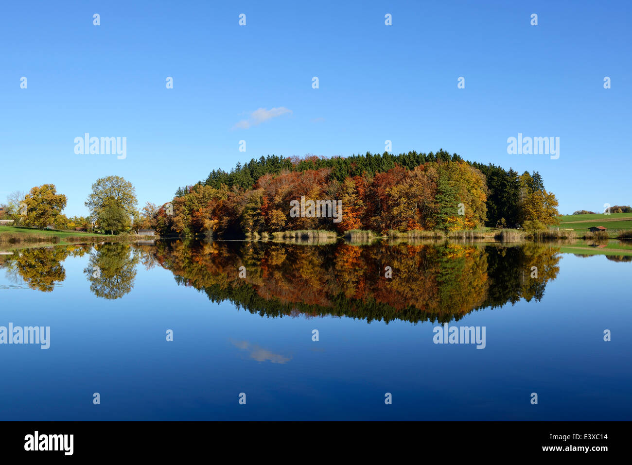 Autumn atmosphere, Sonderhammer Weiher lake, Degerndorf, Upper Bavaria, Bavaria, Germany Stock Photo