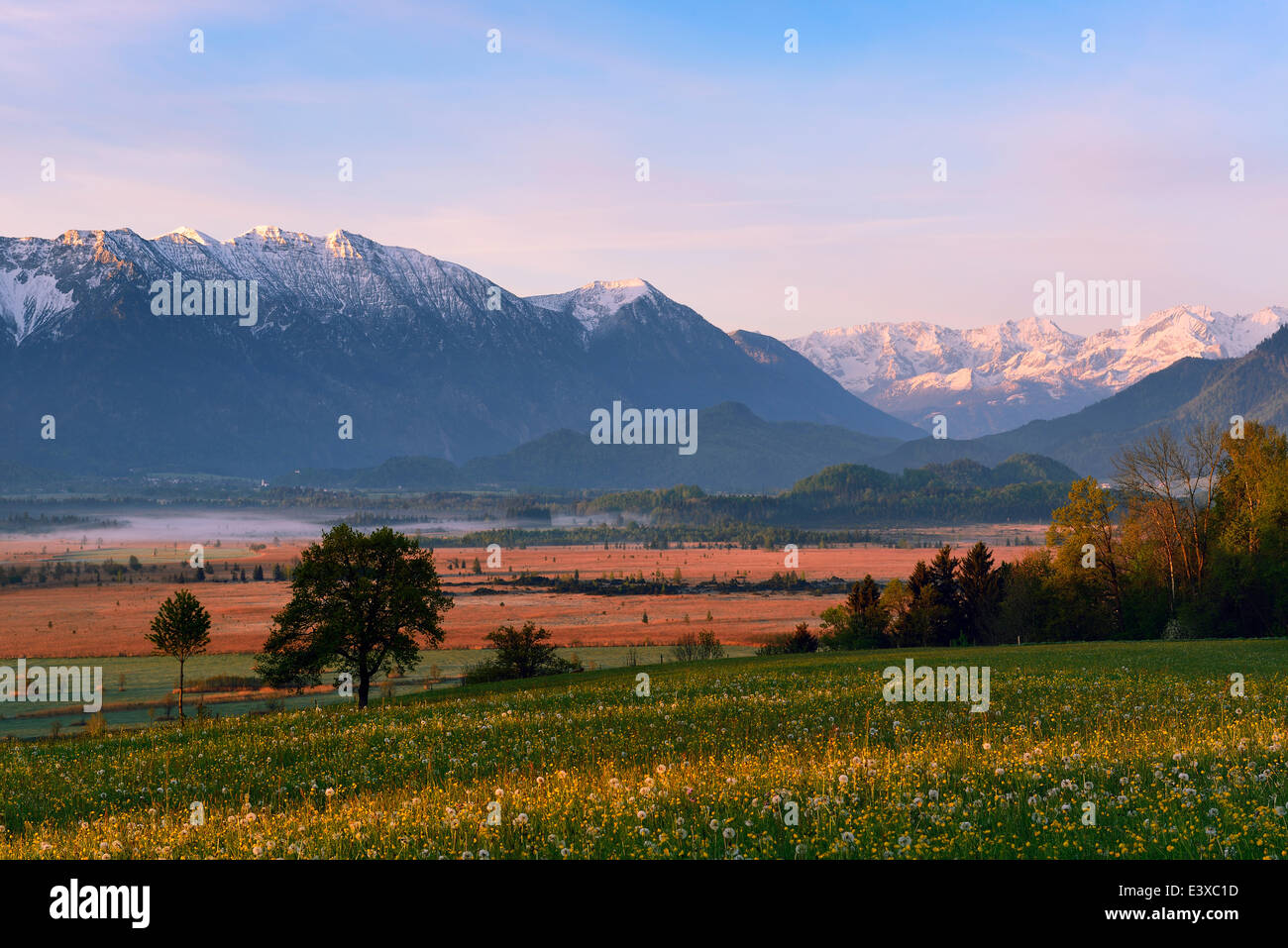 Morning atmosphere in Murnau Moor, Murnauer Moos, Ester Mountains, Murnau, Blaues Land region, Upper Bavaria, Bavaria, Germany Stock Photo