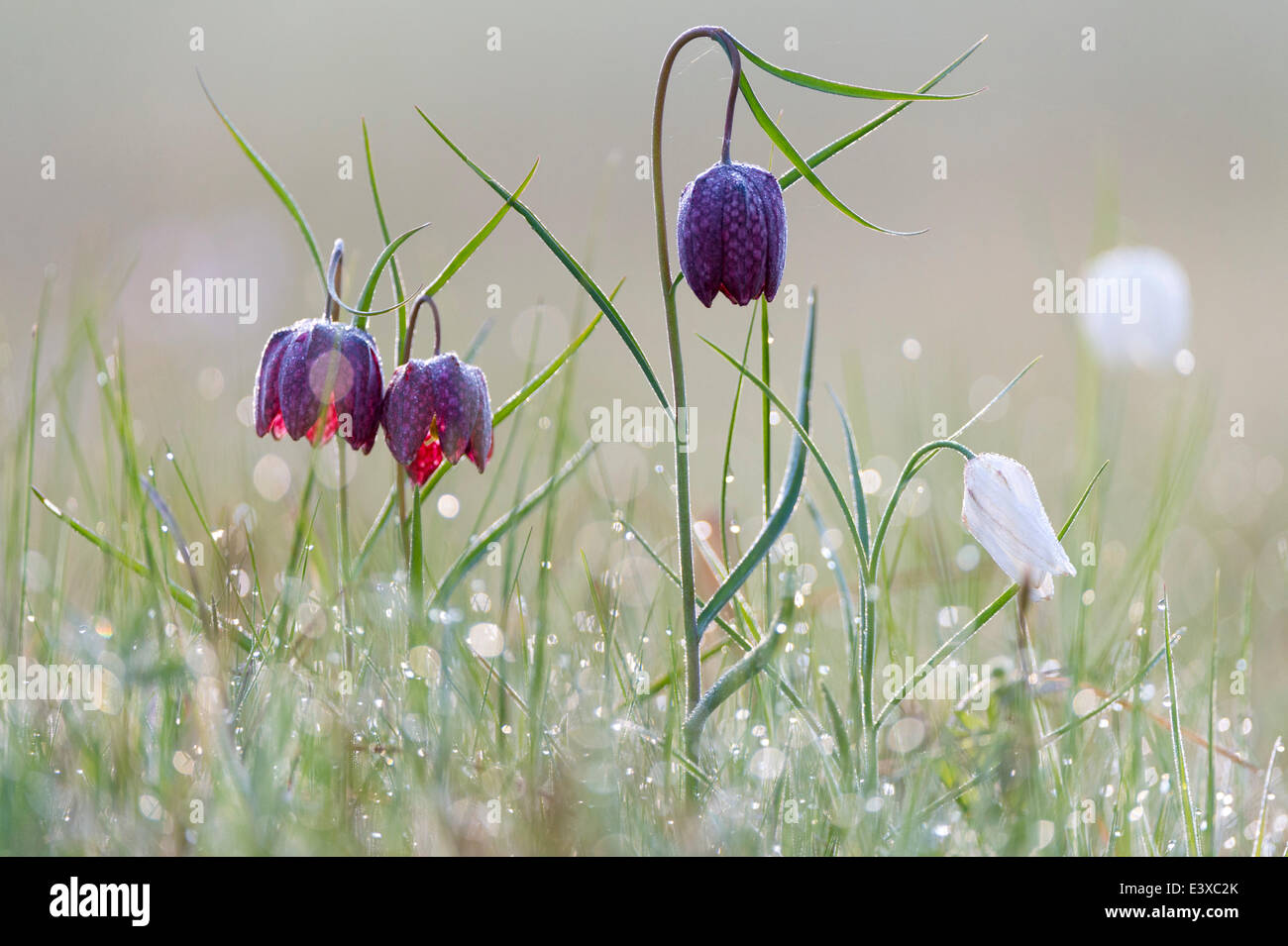 Snake's Head Fritillary or Chess Flower (Fritillaria meleagris), North Hesse, Hesse, Germany Stock Photo