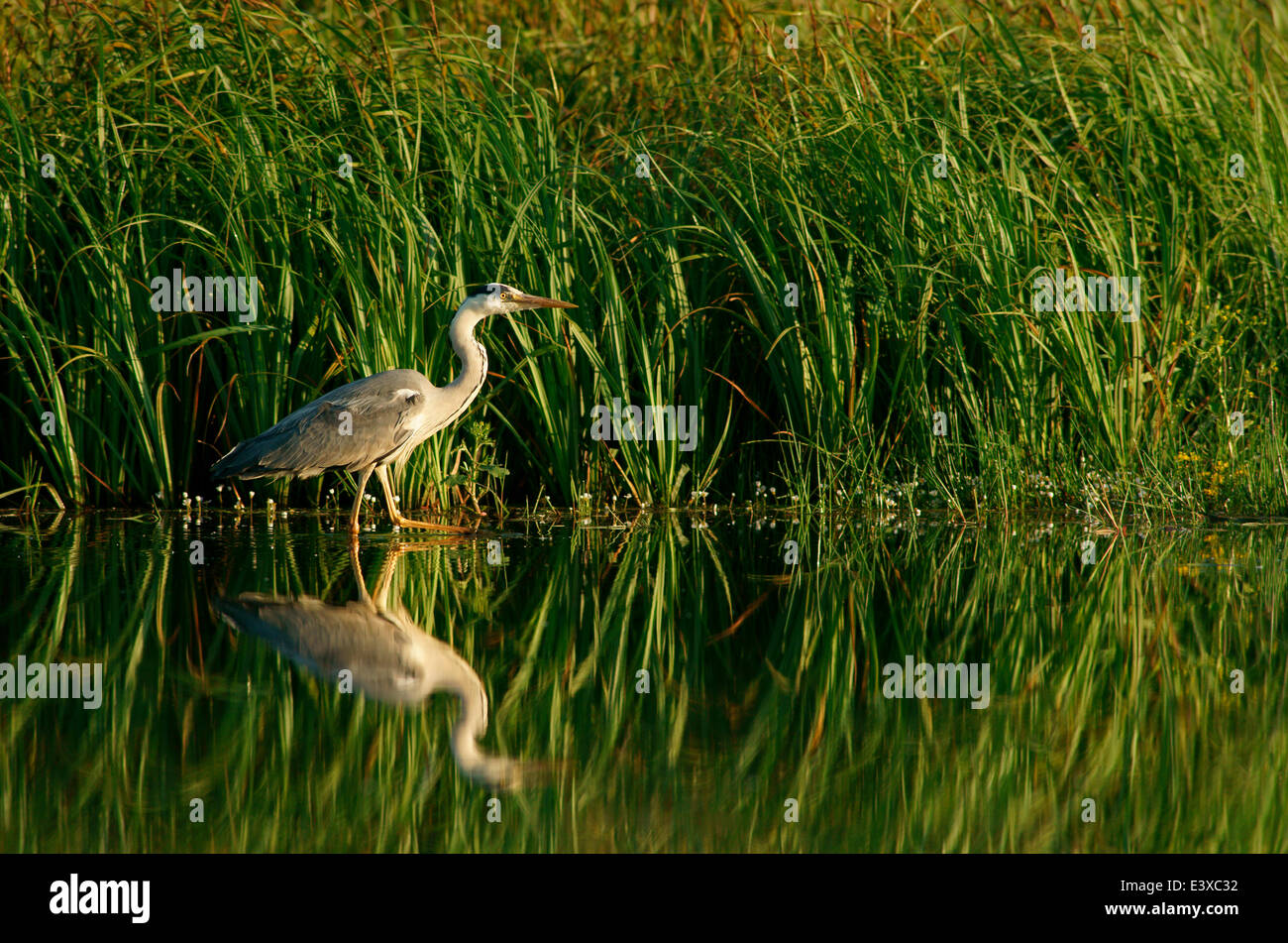 Grey Heron (Ardea cinerea), Mecklenburg-Western Pomerania, Germany Stock Photo