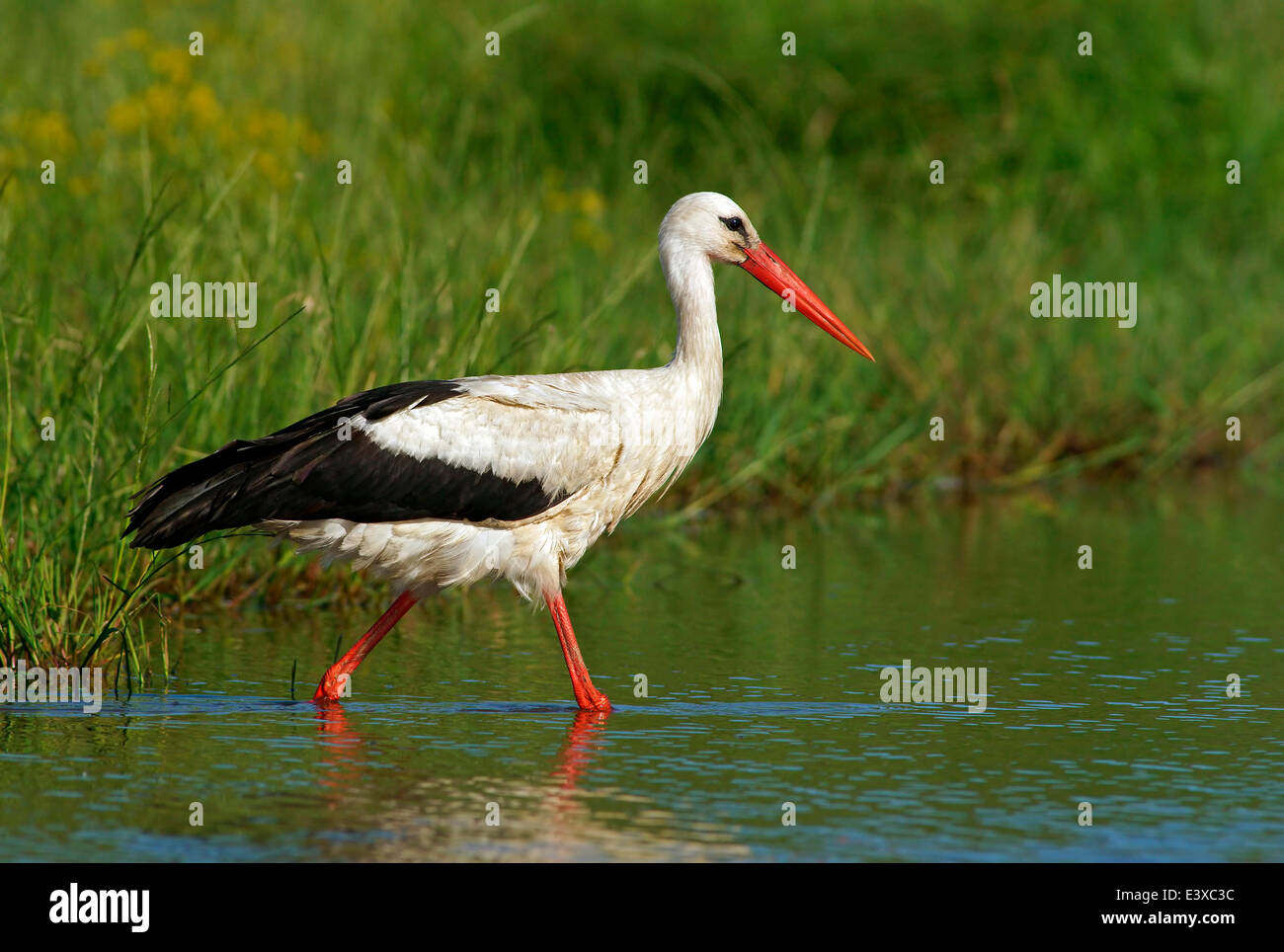 White Stork (Ciconia ciconia), Mecklenburg-Western Pomerania, Germany Stock Photo