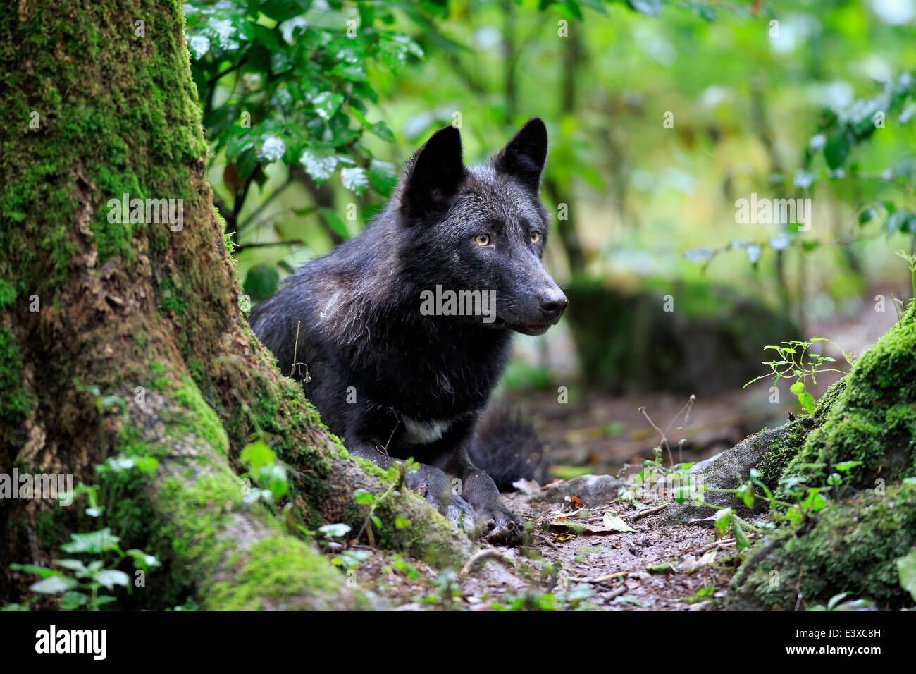 Eastern Wolf (Canis lupus lycaon), adult, captive, Eifel, Germany Stock Photo